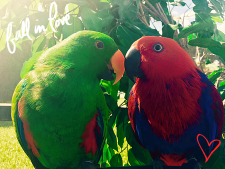 Entry image for Meeko and Lolly . Clicking this image will show a larger photo