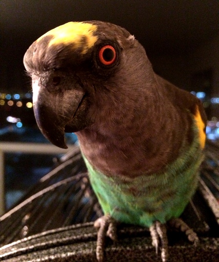 Entry image for Coconut . Clicking this image will show a larger photo