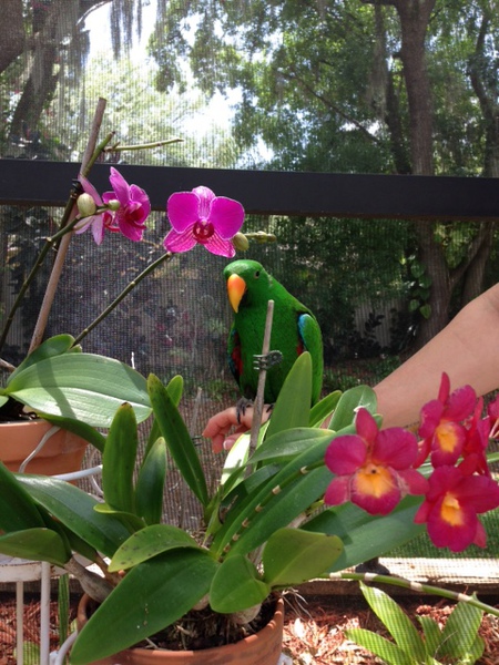 Entry image for Tiki. Clicking this image will show a larger photo
