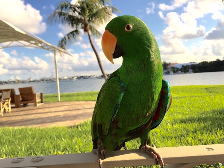 Entry image for Sammy . Clicking this image will show a larger photo