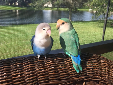 Entry image for Blueberry and Peaches. Clicking this image will show a larger photo
