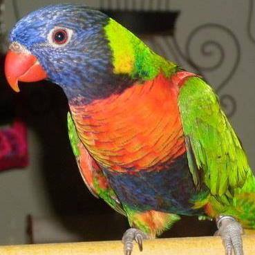 Entry image for Mango. Clicking this image will show a larger photo
