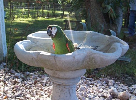 Entry image for Hansel. Clicking this image will show a larger photo