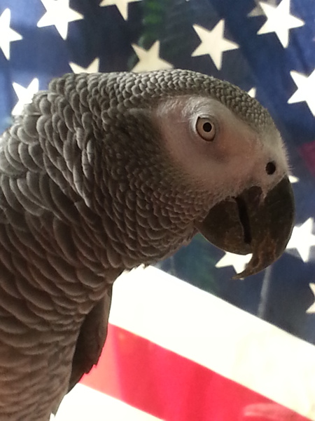 Entry image for Jack. Clicking this image will show a larger photo