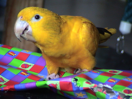 Entry image for Yoshi. Clicking this image will show a larger photo