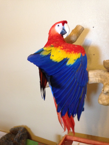 Entry image for Zora. Clicking this image will show a larger photo