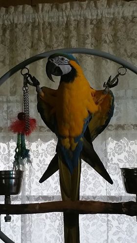 Entry image for Flynn. Clicking this image will show a larger photo