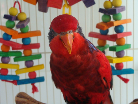 Entry image for Lory. Clicking this image will show a larger photo