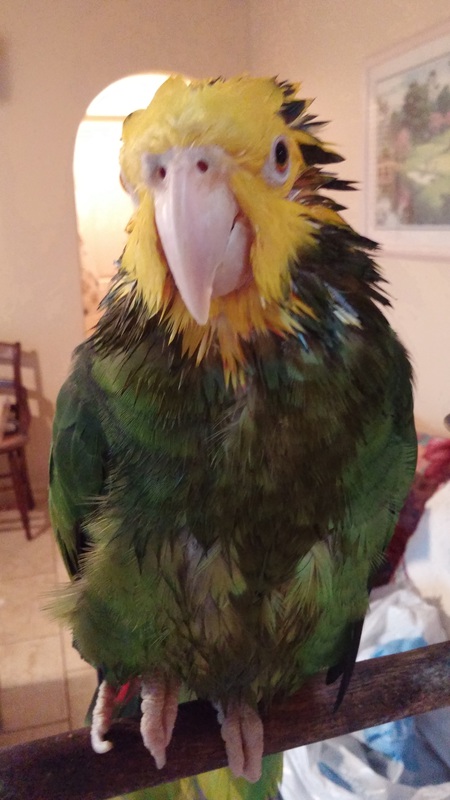 Entry image for Buster After Bathtime. Clicking this image will show a larger photo