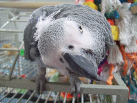Entry image for GiggleButt. Clicking this image will show a larger photo