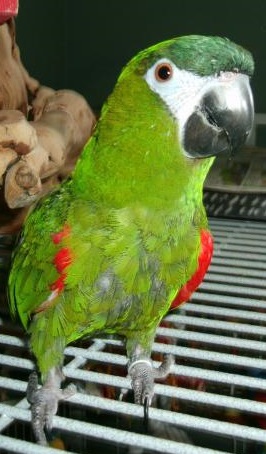 Entry image for Kizmet. Clicking this image will show a larger photo