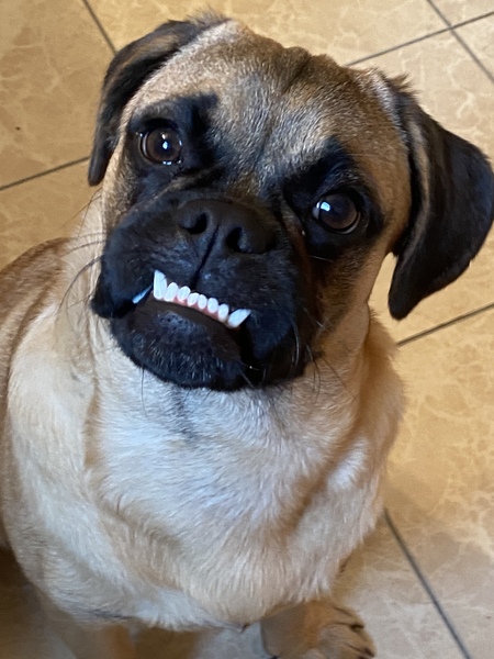 Fergus