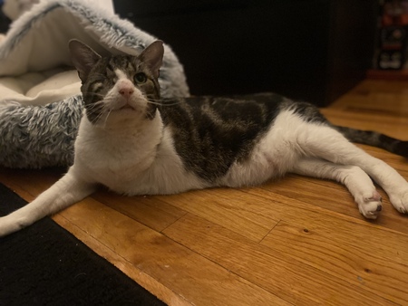 Kendrick LeMeoww