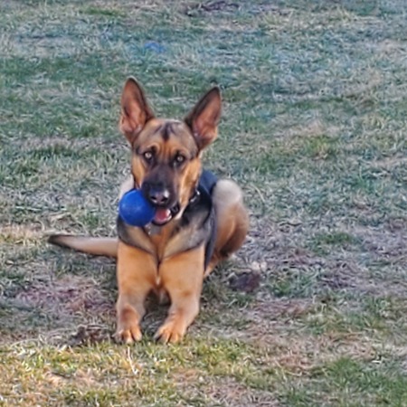 Remington 