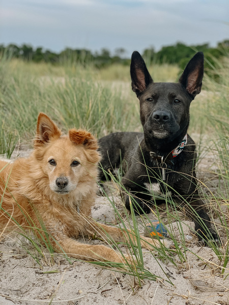 Tyrion & Anubis