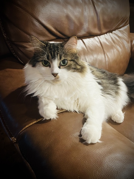 Norman