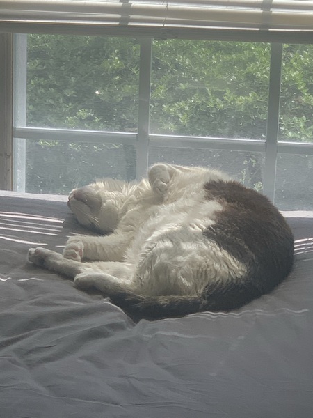 Bean