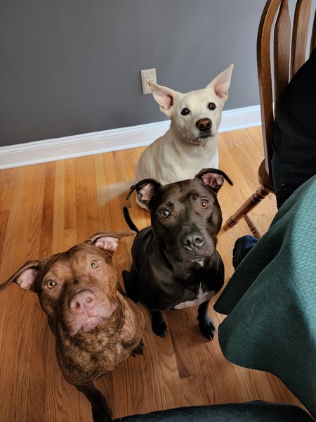Reese, Mia, and Dallas