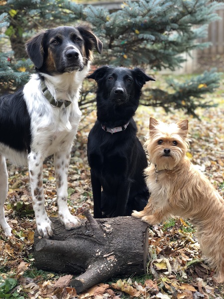 Hank, Tallulah and George