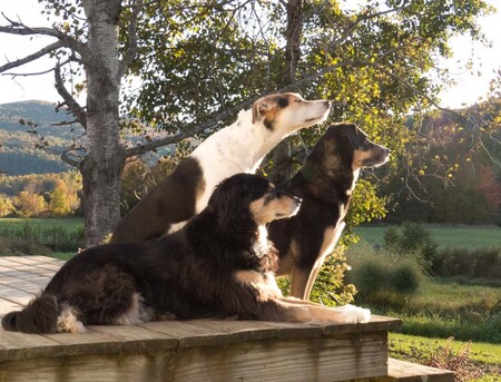 L-R - Turkey, Gracie Jane, Georgie.