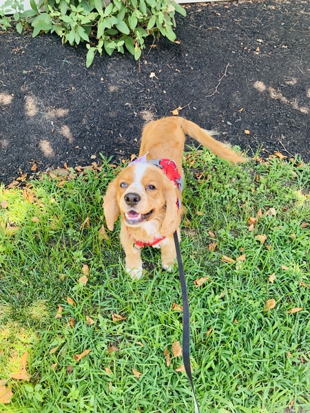 Casey - Sweet Spaniel 