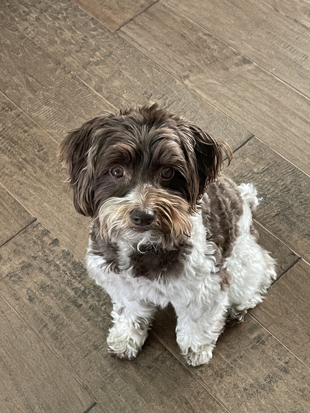 Sadie the Schnoodle 