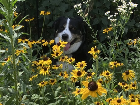 A Star among the summer blooms