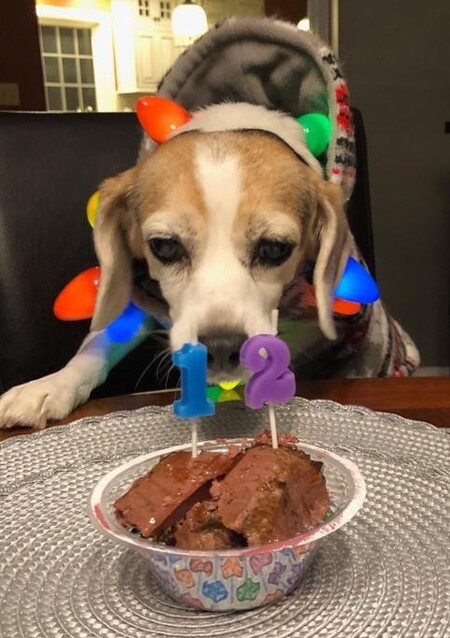 Argo's 12th Birthday Party