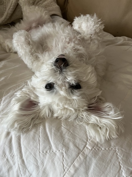 Casper the Friendly Doggo