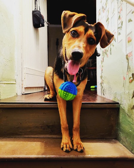 Has anyone seen my ball?