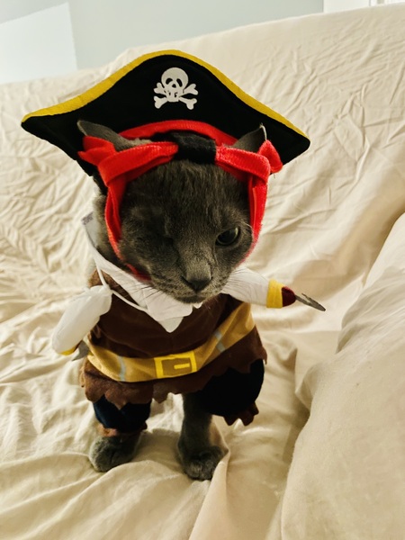 Maverick the Pirate