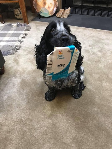 Good boy! Cream of the crop!