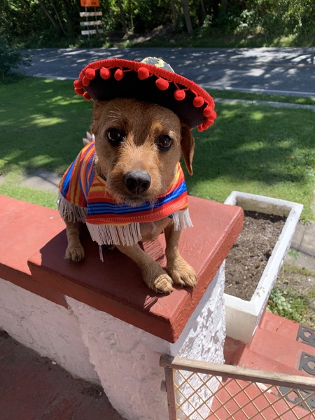 My name is Chico, and I love tacos.