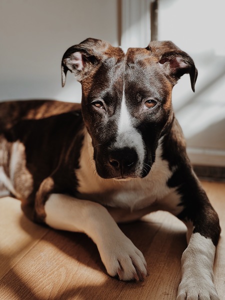 Our *Lil* Model