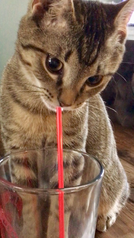 Thirsty kitty