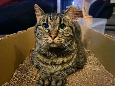 Fats the Cat!
