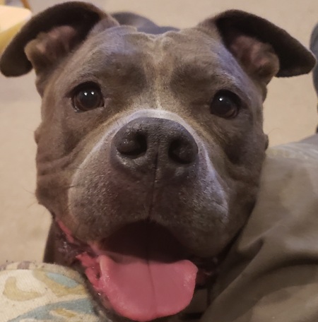 Adopt dont shop 