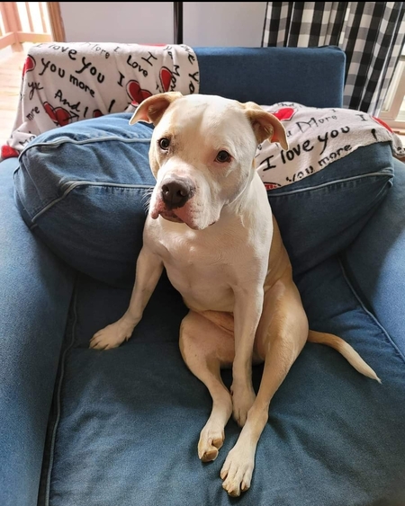 Sammi the Rescue Pitty