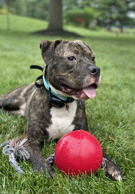 My rescue Rocco is my big ball of energy!!!