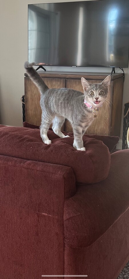 Say Cheese!