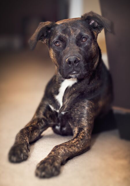 Nala, rescued from SPCA 6 months ago..... almost 1 year old and going strong