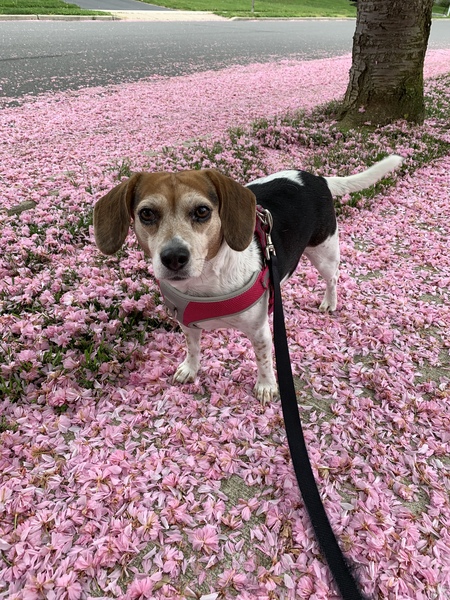 Blooming Rosie the Beagle