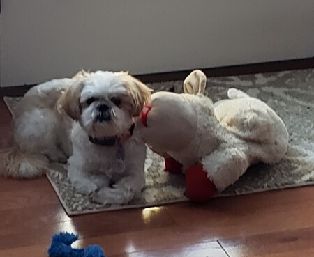 A kiss from Lambchop