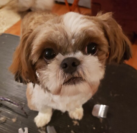Fresh haircut