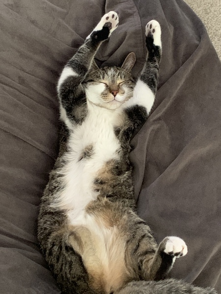 Willow