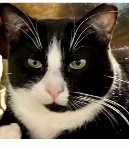 Formal Portrait 