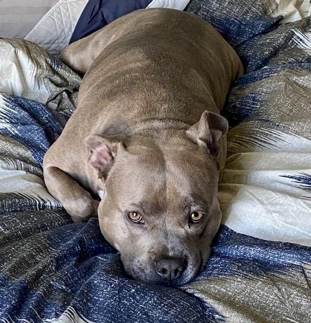 My humans bed fits me perfectly