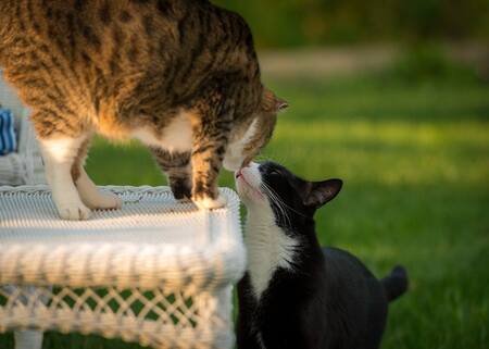 Dexter and Buster