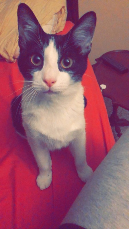 Purrfect Presley 