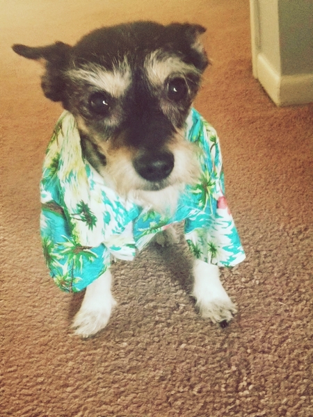 Aloha!